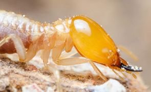 Como é o cupim de madeira